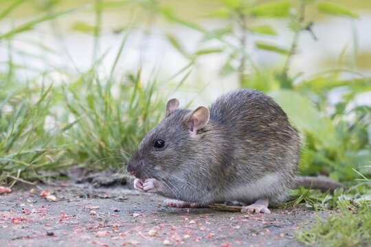 A young Norway rat (Rattus norvegicus) sits on a path in the countryside and nibbles on something edible, Hesse, Germany