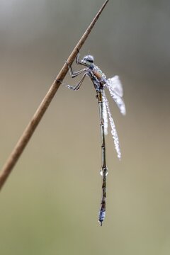 Lestes virens (Lestes virens), Emsland, Lower Saxony, Germany