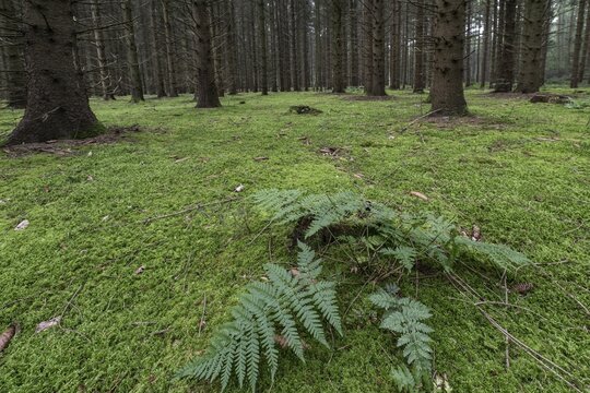 Lady fern (Athyrium filix-femina) in a moss-covered spruce forest, Emsland, Lower Saxony, Germany