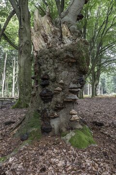 Deadwood with tinder fungus (Fomes fomentarius) in beech forest (Fagus sylvatica), Emsland, Lower Saxony, Germany
