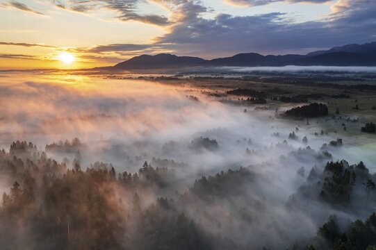 Aerial view of trees and moorland in front of mountains in morning light, fog, summer, view of Zwiesel, Loisach-Lake Kochel moors, Alpine foothills, Upper Bavaria, Bavaria, Germany
