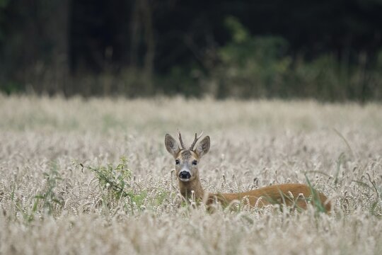 A young european roe deer (Capreolus capreolus) stands in a cornfield and looks curiously into the camera, while a forest can be seen in the background, Hesse, Germany