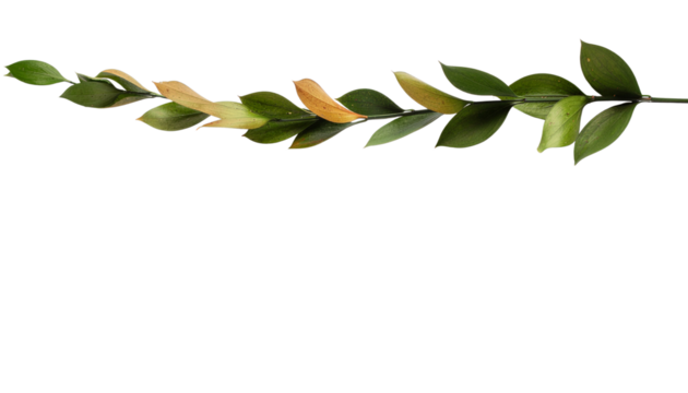 Green branch with small leaves, some yellowing, extending horizontally across the top of the frame, isolated object on white