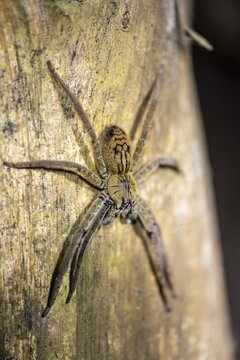 Getazi comb spider or Getazi banana spider (Cupiennius tazi), sitting on a blue tree trunk at night, at night in the tropical rainforest, Refugio Nacional de Vida Silvestre Mixto Bosque Alegre, Alajuela province, Costa Rica