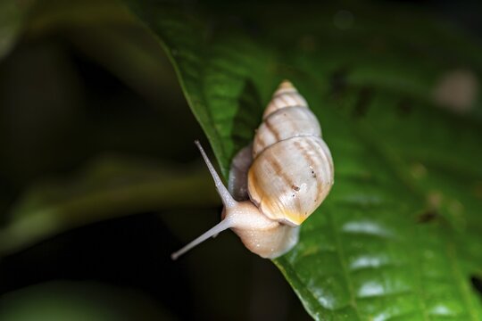Snail with snail shell (Gastropoda) on a leaf at night in the tropical rainforest, Refugio Nacional de Vida Silvestre Mixto Bosque Alegre, Alajuela province, Costa Rica