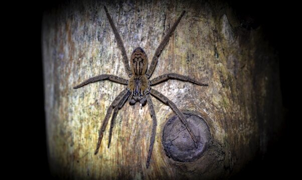 Getazi comb spider or Getazi banana spider (Cupiennius tazi), sitting on a blue tree trunk at night, at night in the tropical rainforest, Refugio Nacional de Vida Silvestre Mixto Bosque Alegre, Alajuela province, Costa Rica