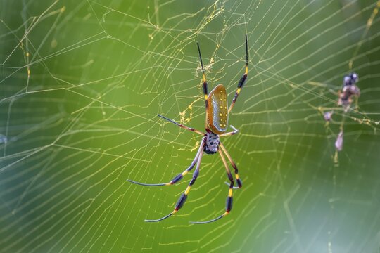 Golden silk spider (Trichonephila clavipes) in a spider web, El Arenal, Alajuela province, Costa Rica