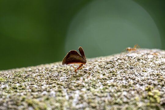 Leaf-cutter ant (Atta cephalotes) carrying a piece of leaf, Corcovado National Park, Osa Peninsula, Puntarena Province, Costa Rica