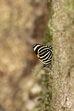Yellow-banded eight-eighth (Callicore atacama ssp. manova), yellow-black striped butterfly, Corcovado National Park, Osa Peninsula, Puntarena Province, Costa Rica