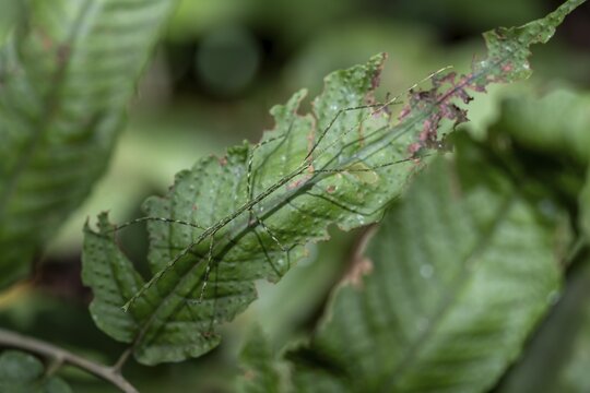 Green patterned stick insect (Phasmatodea) camouflaging itself on a leaf, Corcovado National Park, Osa Peninsula, Puntarena Province, Costa Rica