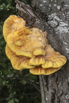 Sulphur polypore (Laetipurus sulphureus), Emsland, Lower Saxony, Germany