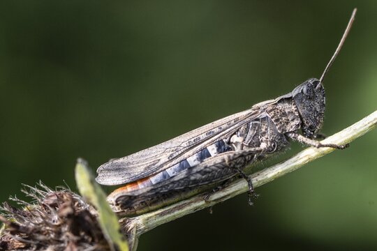 Red-winged Grasshopper (Oedipoda germanica), Emsland, Lower Saxony, Germany