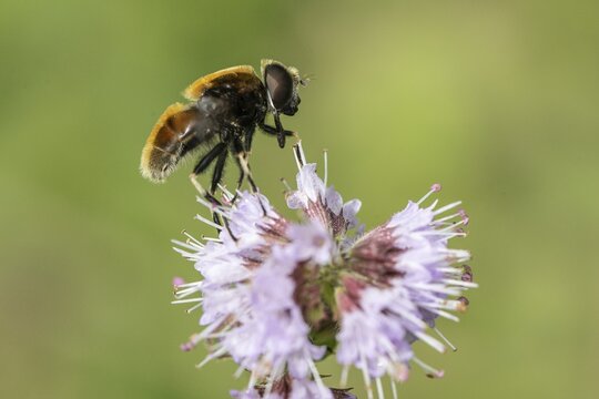 Bumblebee hoverfly (Volucella bombylans) on water mint (Mentha aquatica), Emsland, Lower Saxony, Germany