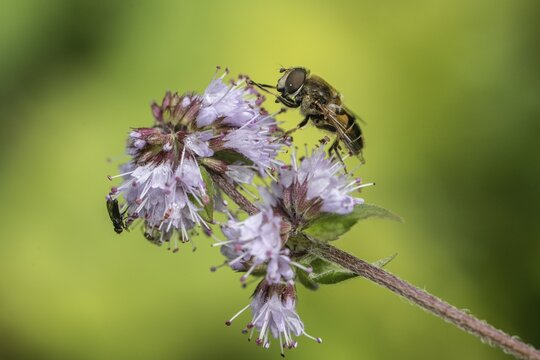 Drone fly (Eristalis interrupta) on water mint (Mentha aquatica), Emsland, Lower Saxony, Germany