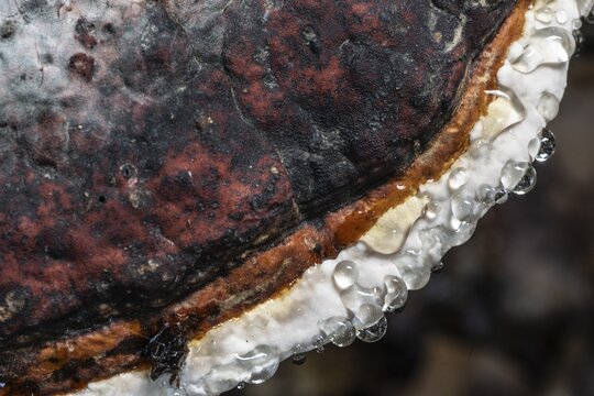 Beeswax Bracket (Ganoderma pfeifferi) with guttation drops, Emsland, Lower Saxony, Germany