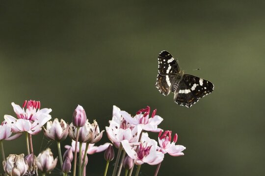A map butterfly (Araschnia levana), summer generation, showing its patterned wings above a group of pink and white flowers against a green background, Hesse, Germany