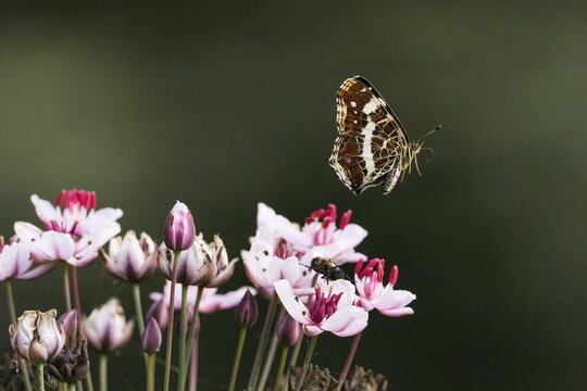 A map butterfly (Araschnia levana), summer generation, showing its wings above delicate pink and white flowers, Hesse, Germany