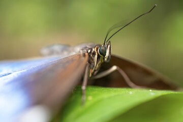 Close-up of a Morpho helenor, blue Morpho butterfly sitting on a leaf, Alajuela province, Costa Rica