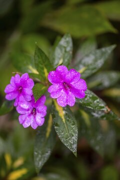 Pink flower, busy Lizzie (Impatiens walleriana), Alajuela province, Costa Rica