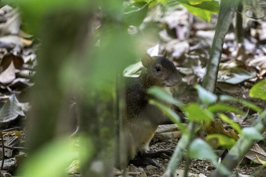 Central American agouti (Dasyprocta punctata), tropical rainforest, Corcovado National Park, Osa, Puntarena Province, Costa Rica