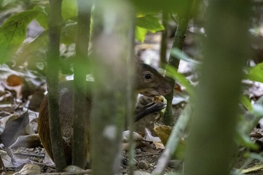 Central American agouti (Dasyprocta punctata), agouti with food, tropical rainforest, Corcovado National Park, Osa, Puntarena Province, Costa Rica