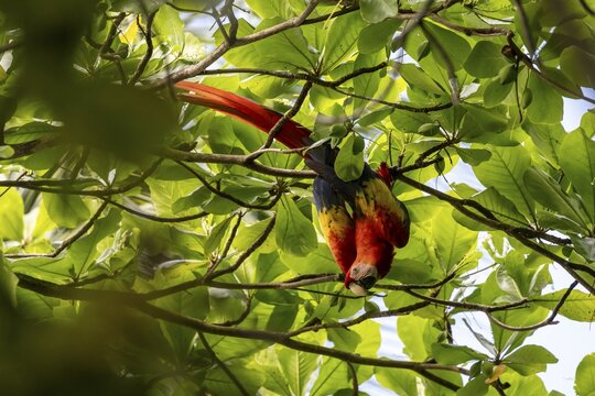Scarlet Macaw (Ara macao), colourful bird foraging in a bengal almond (Terminalia catappa), tropical rainforest, Corcovado National Park, Osa, Puntarena Province, Costa Rica
