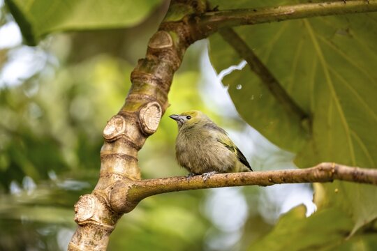 Palm tanager (Thraupis palmarum), sitting on a branch, Monteverde cloud forest, Monte Verde, Costa Rica