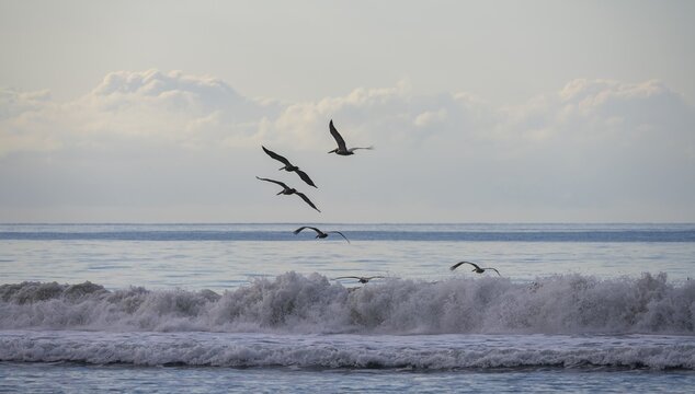 Brown pelicans (Pelecanus occidentalis) flying over the waves by the sea, Corcovado National Park, Osa, Puntarena Province, Costa Rica