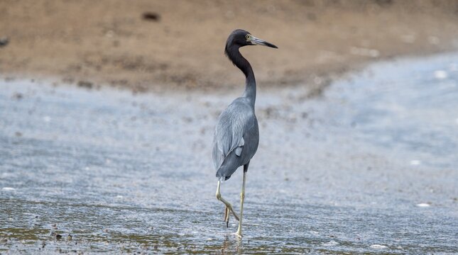 Little blue heron (Egretta caerulea), walking on the beach, Corcovado National Park, Osa, Puntarena Province, Costa Rica