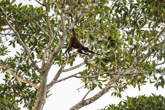 Geoffroy's spider monkey (Ateles geoffroyi), foraging in a tree, Sirena, Corcovado National Park, Osa, Puntarena Province, Costa Rica