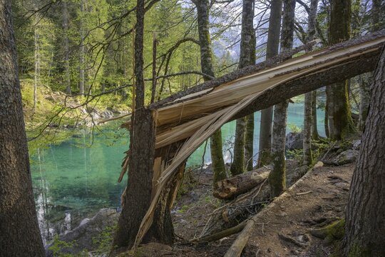 Splintered tree trunk at Lago Fusine, Tarvisio, province of Udine, Italy
