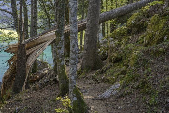 Tree felled by a storm at Lago Fusine, Tarvisio, province of Udine, Italy