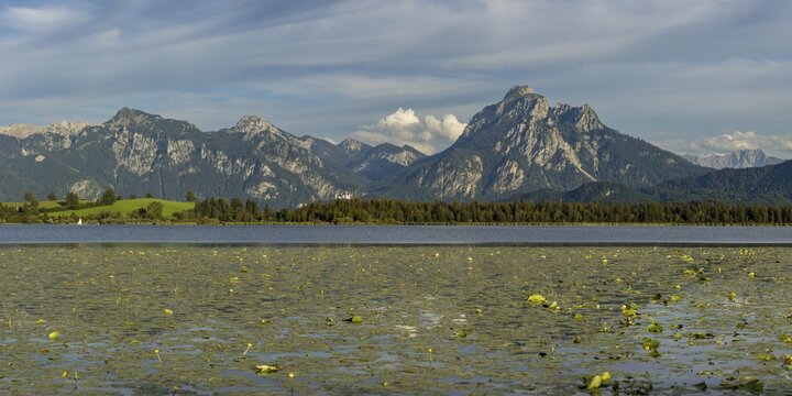 Lake Hopfensee, lakeshore with numerous water lilies, behind it the Tegelberg and the S&auml;uling, Ammergau Alps, near F&uuml;ssen, Ostallg&auml;u, Allg&auml;u, Upper Swabia, Swabia, Bavaria, Germany