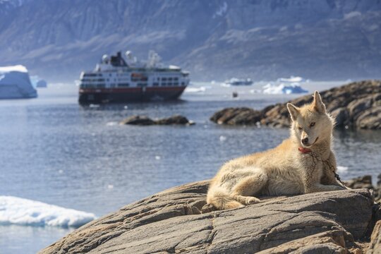 Greenland dog lying on a rock in front of icebergs in the fjord, husky, Hurtrigruten ship, sunny, Uummannaq, West Greenland, Greenland