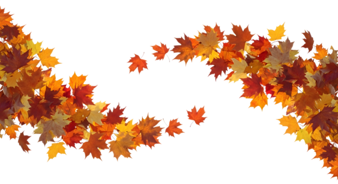 Autumn maple leaves falling isolated on transparent background