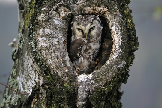 Tengmalm's owl (Aegolius funereus), Great Horned Owl, adult, on tree, alert, in autumn, looking out of tree hollow, Bohemian Forest, Czech Republic