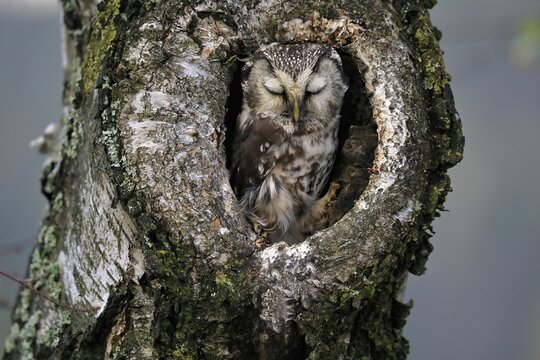 Tengmalm's owl (Aegolius funereus), adult, sleeping in a tree in autumn, looking out of a tree hollow, Šumava, Czech Republic