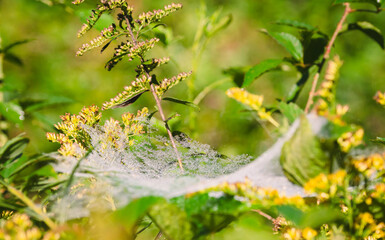 Autumn cobweb