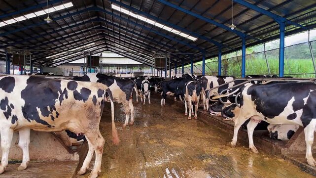 Holstein dairy cows inside a modern barn, standing and resting in clean stalls, representing milk production, livestock farming, agriculture, and animal husbandry.