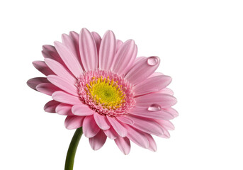 A pristine pink daisy flower with delicate petals and a deep yellow center, adorned with a glistening dewdrop, isolated on a transparent background, high-key studio concept