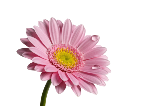 A pristine pink daisy flower with delicate petals and a deep yellow center, adorned with a glistening dewdrop, isolated on a transparent background, high-key studio concept