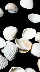 white shells of sea snails on a black background