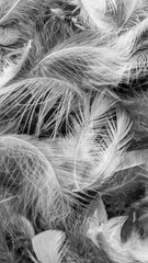 gray bird feathers with a visible texture. background