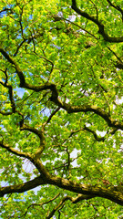green oak branches against the background of blue sky