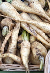 Closeup of a basket of Parsnips, Cheshire, England
