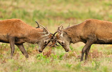 Obraz premium Two young red deer stags locking antlers in a fight during the rutting season in autumn