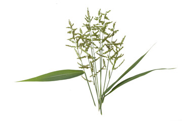Wild grass with small green flowers isolated on transparent