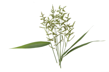 Wild grass with small green flowers isolated on transparent