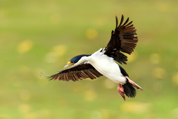 Close-up of an Imperial Shag in flight with wings spread in the Falkland Islands