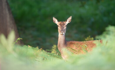 Portrait of a red deer hind standing alerted in a forest